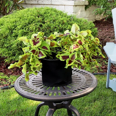 Sunnydaze Decor Sunnydaze Garden Grow Bag With Handles Non-Woven Polypropylene Fabric, Black